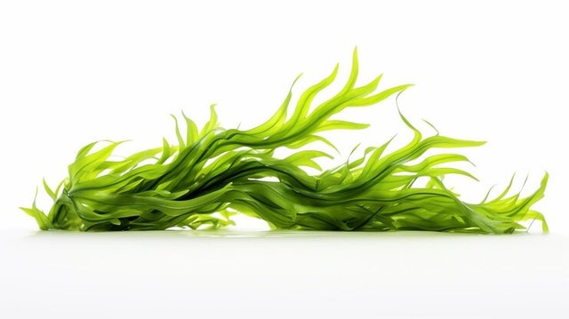 fresh-seaweed-white-background_1268-27084.jpg