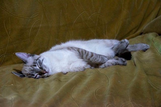 0_20221230 коты_1.JPG