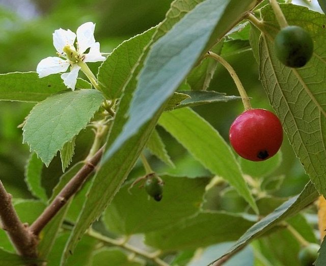 hipwee-735px-Munting_calab_090826-0301_ith.jpg