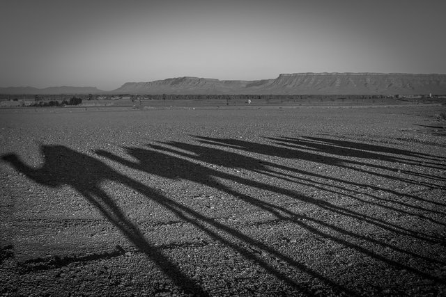desert 74 sunrise camel shadows 2 bw.jpg