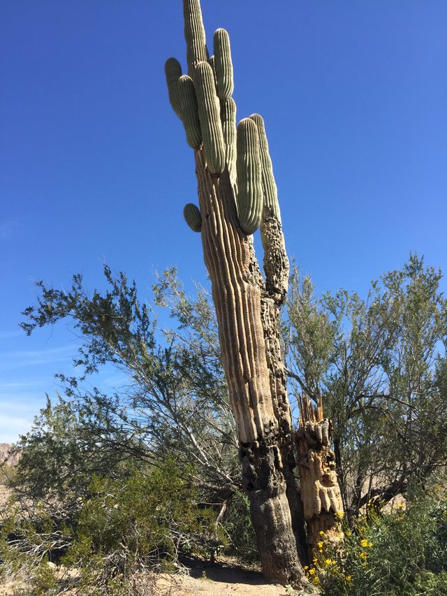 Saguaro warms detail.JPG