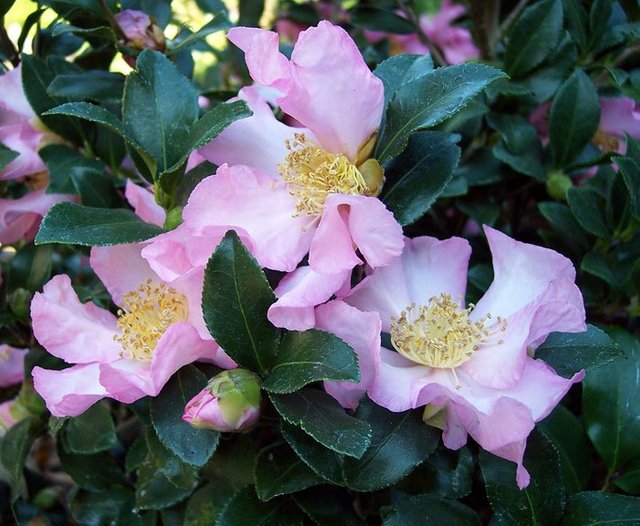 Camellia-sasanqua-Cleopatra_C.jpg