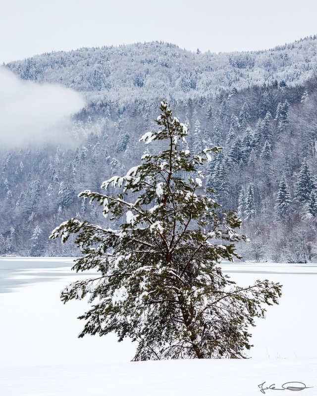 2019-01-28-Rosental-Drau-Winter-04-Tree.jpg