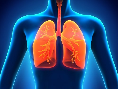 Pulmones.jpg