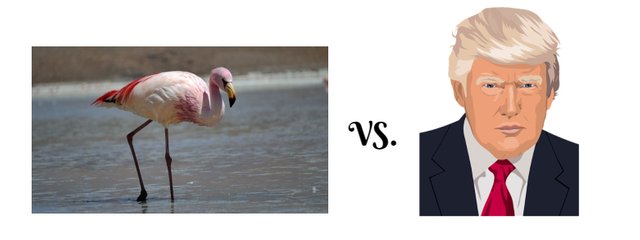 trump vs flamingo.jpg