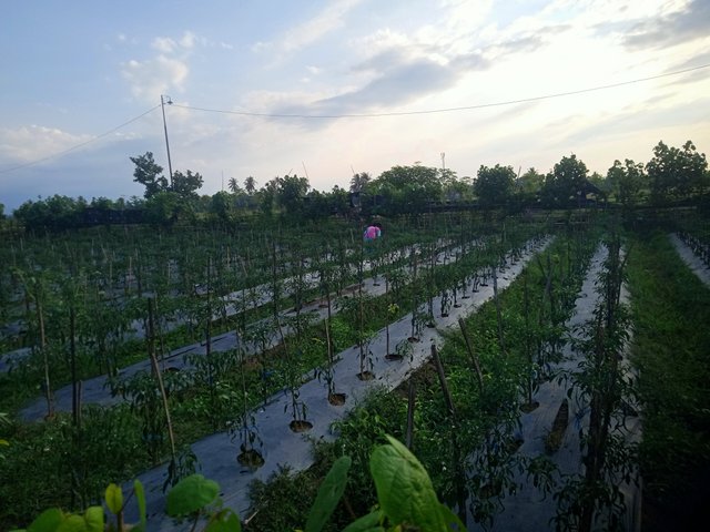IMG20250724173828.jpg