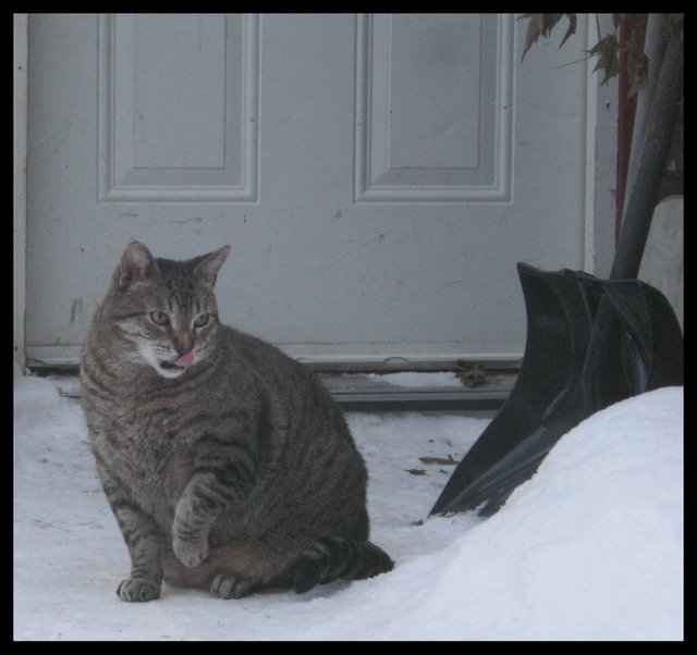 JJ with cold toes tongue out by door.JPG