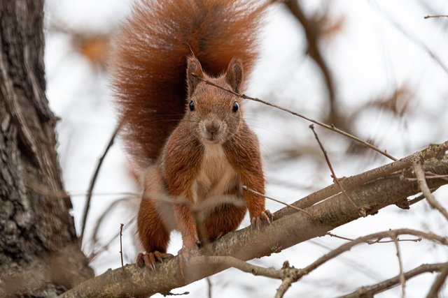 squirrel-6846096_1280.jpg