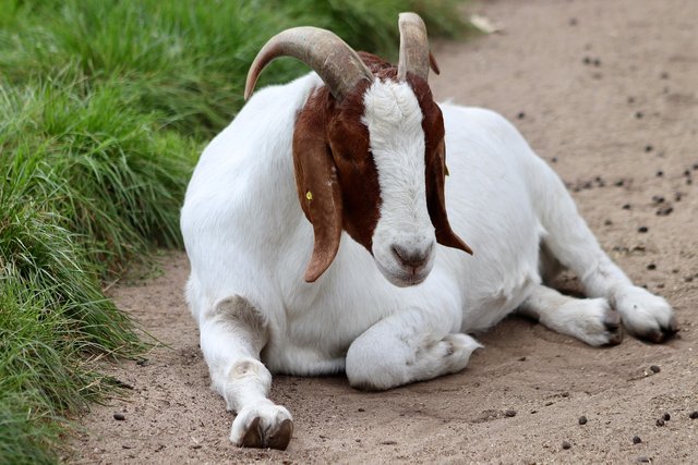 goat-7506792_1280.jpg