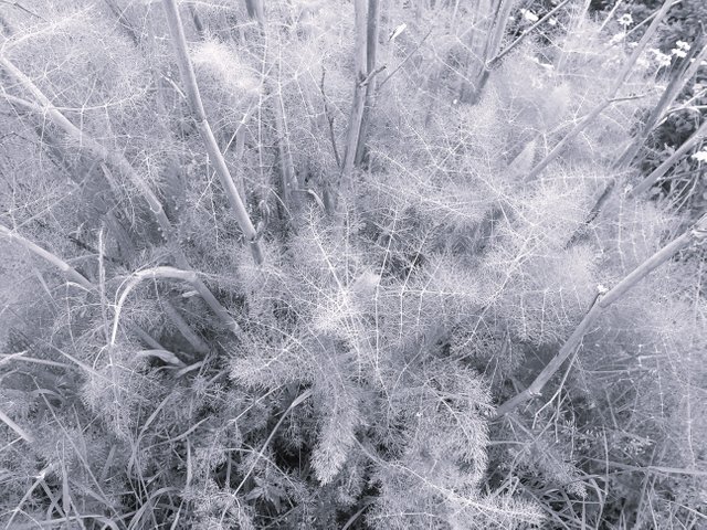 Flower Photography B&W Unknown Horsetail May 28 2017.jpg