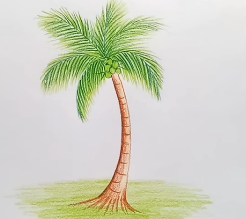 coconat tee.PNG