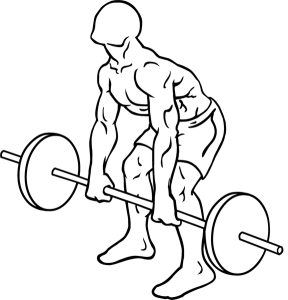576px-Barbell-rear-delt-row-1.png