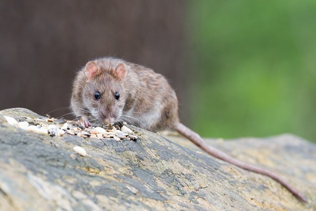 brown-rat-2115585_1280.jpg