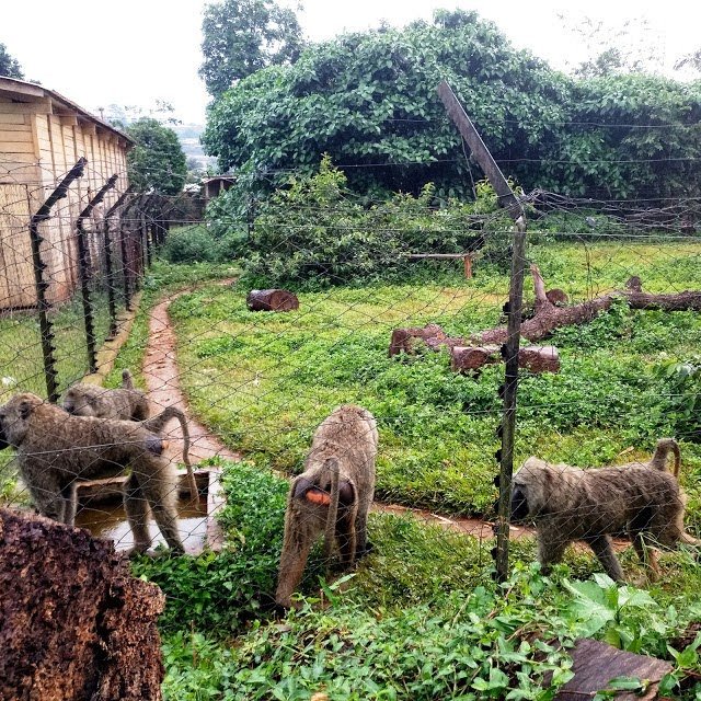 Visit+to+the+Mvog-Betsi+Zoo+Yaoundé4.jpg