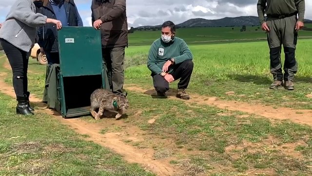 suelta_de_lince_iberico_con_wwf_en_sierra_morena_marzo_de_2021.jpg