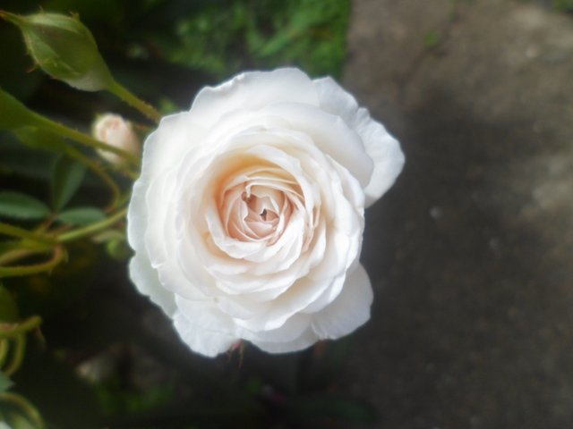 Rosas blancas — Steemit