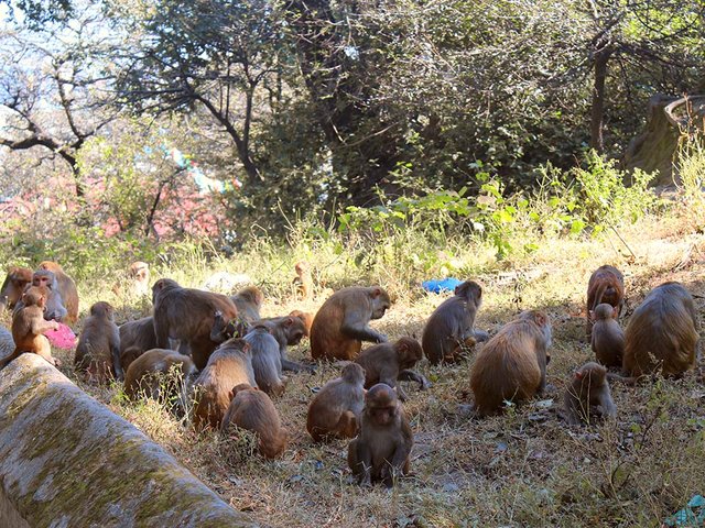 a-geoup-of-monkeys-at-pashupati.jpg