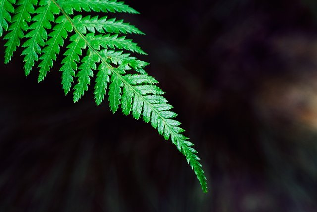 fern-801784_1920.jpg