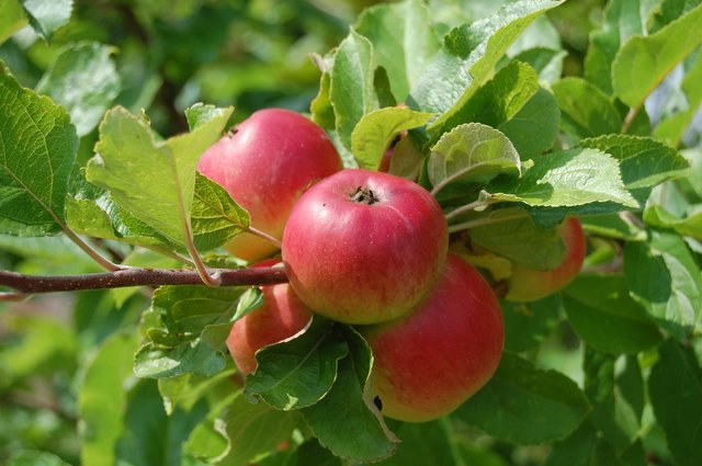 apples-108286_1920.jpg