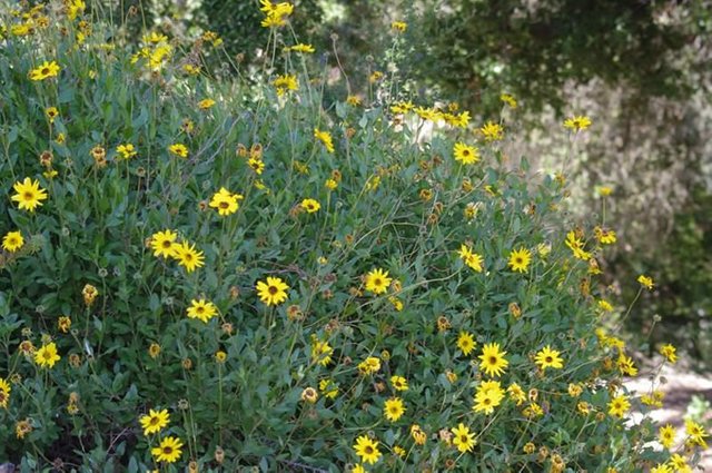 encelia-californica.jpg