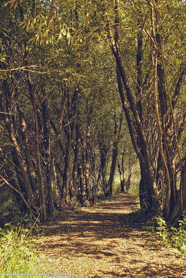 Assiniboine Forest scaled.jpg