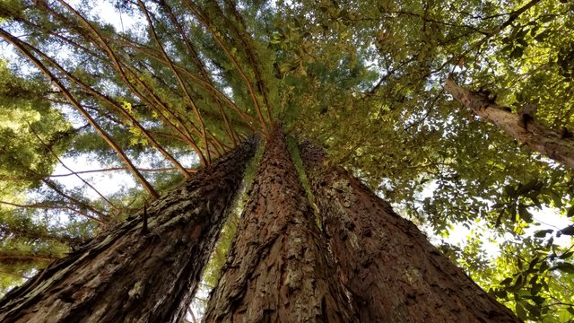 redwood.jpg