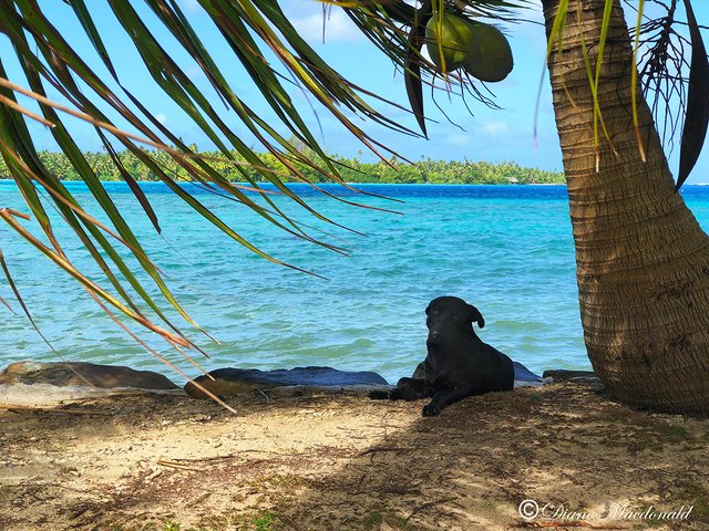 black dog by lagoon parea huahine.jpg