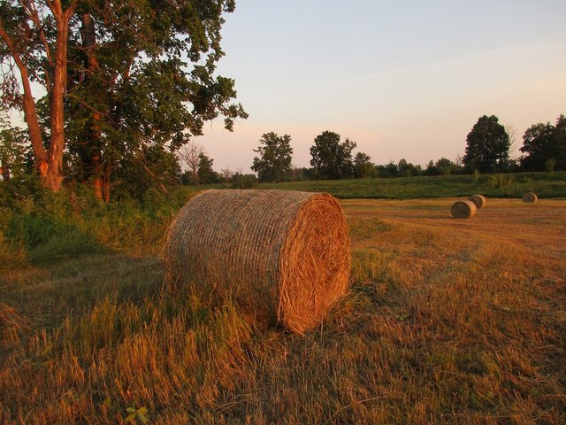 IMG_5458.JPG