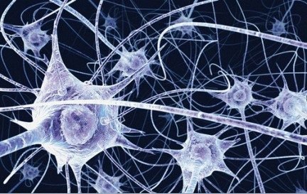 Neuronas reproduccion.jpg