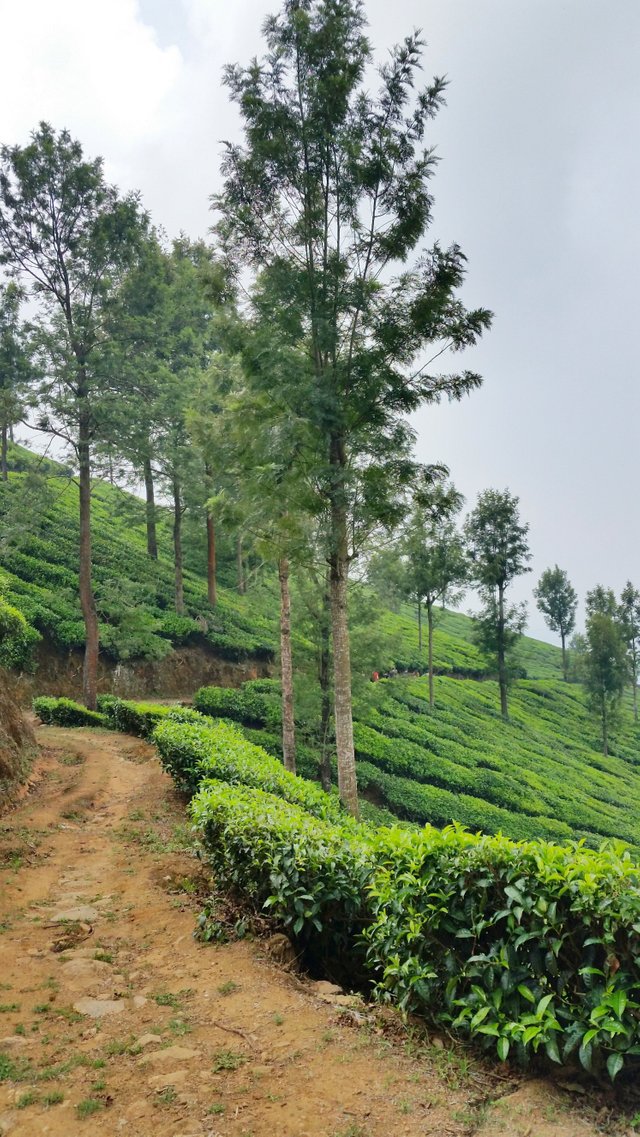 Places to visit in India_ Kerala tea plantation trek.jfif