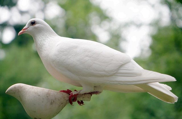 dove-1522656_1280.jpg