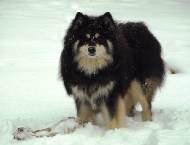 finnish-lapphund-dog-on-the-snow-photo.jpg