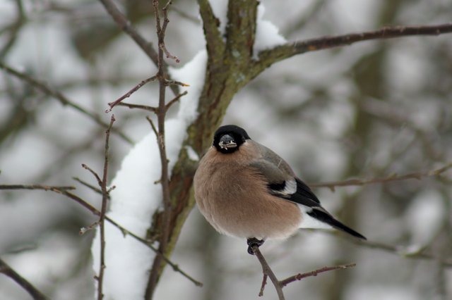 Eurasian bullfinch__MG_3170.jpg