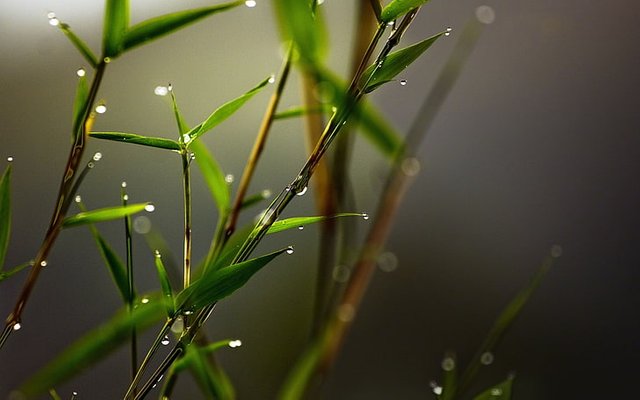 nature-leaves-plants-water-drops-wallpaper-preview.jpg