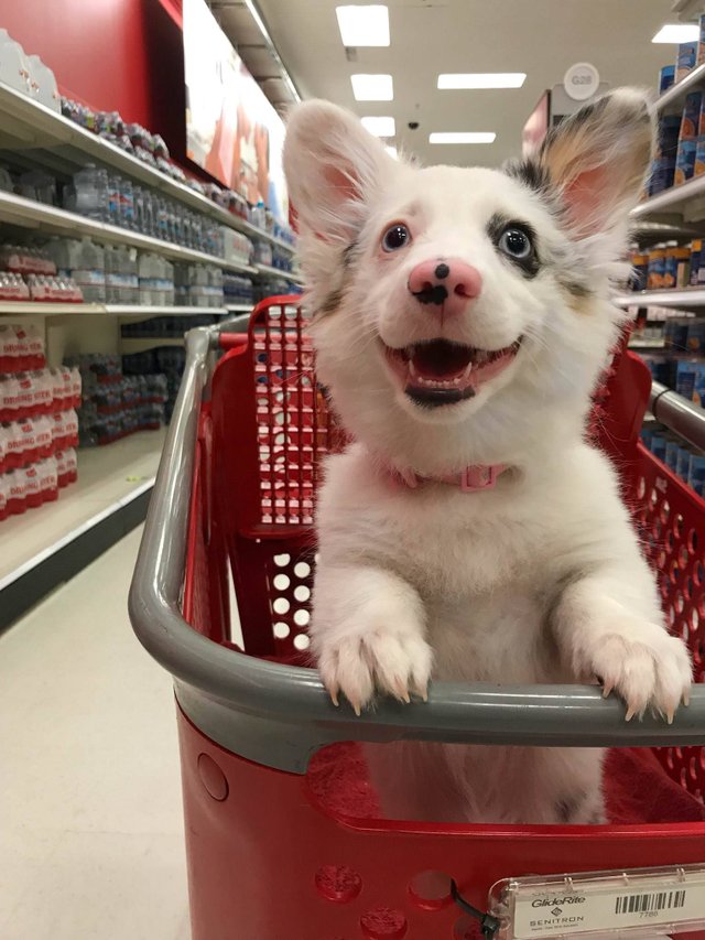 dog in cart .jpg