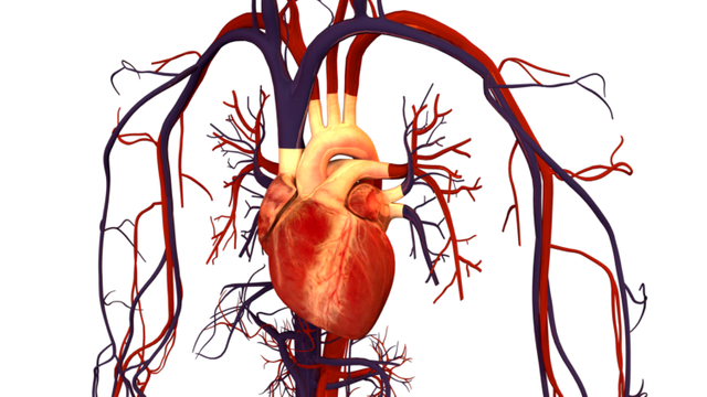 Human_Heart_and_Circulatory_System-750x422.png