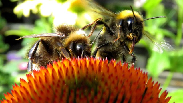 Bees_Fighting-bees_by_Heather-Smithers_CC_BY-SA_2-0_28252292273_7b90ea011e_o-TB-Web.jpg