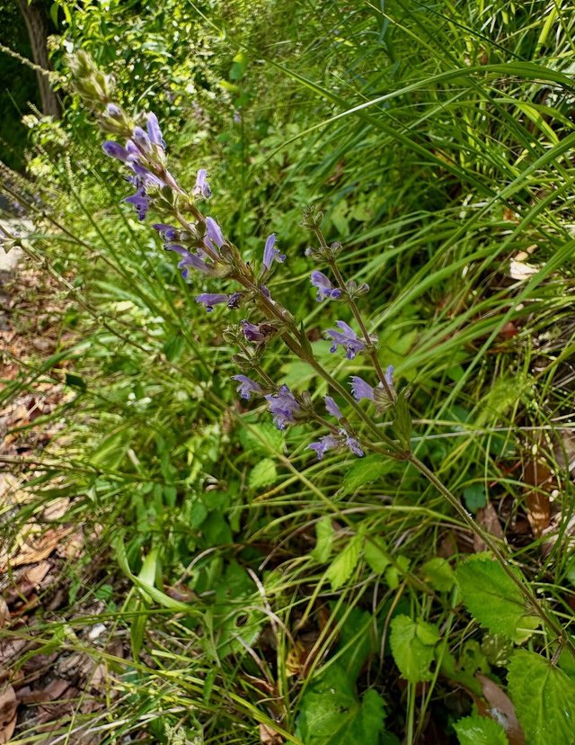 IMG_20250815_151145.jpg