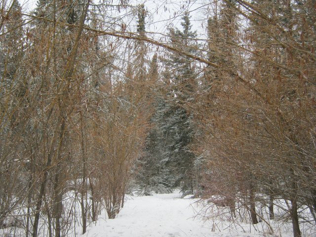 Golden willow on lane highlighted with snow best.JPG