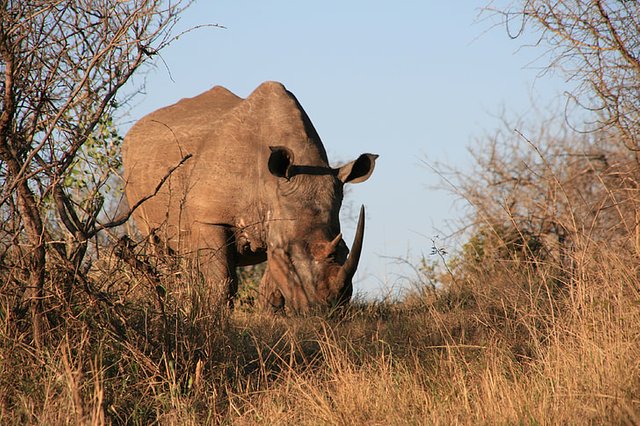 Rhinoceros Africa.jpg