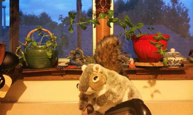 squirrel on faucet.jpg