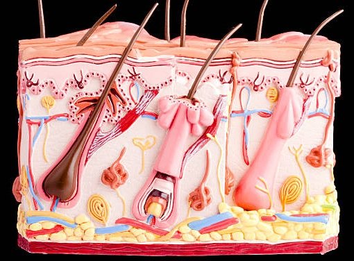 Lymphatic system anatomy body মানব তরল প্রবাহ শিক্ষা.jpg