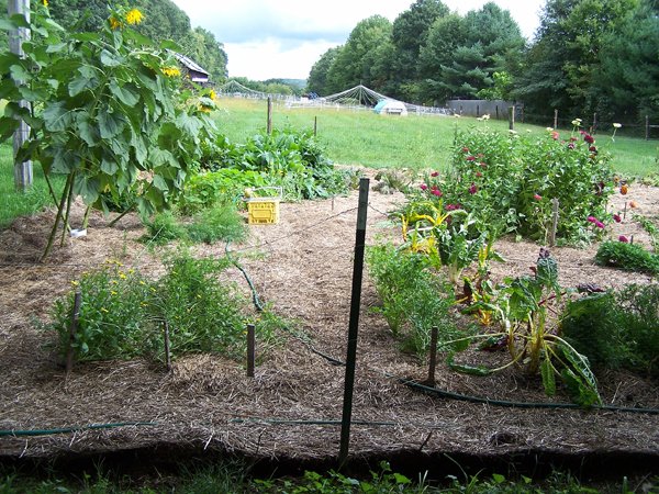 Big garden - cleanout started1 crop Sept. 2018.jpg