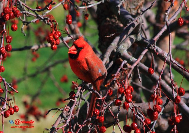 Northern Cardinal IMG_0200.JPG