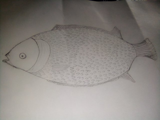 Weekly Drawing contest // Week #27 Begin: Draw A Tilapia Fish