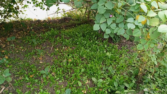 IMG_20241230_170428_8.jpg