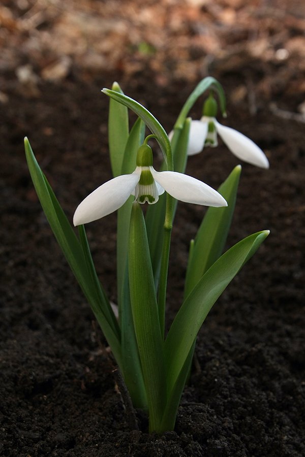 Snowdrops 2 s.jpg