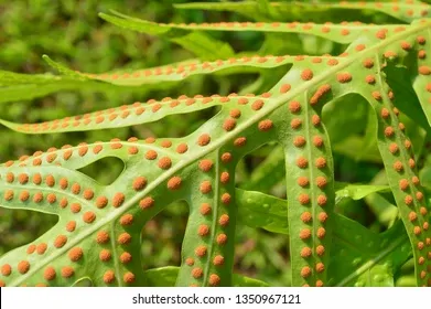 spores-fern-260nw-1350967121.jpg