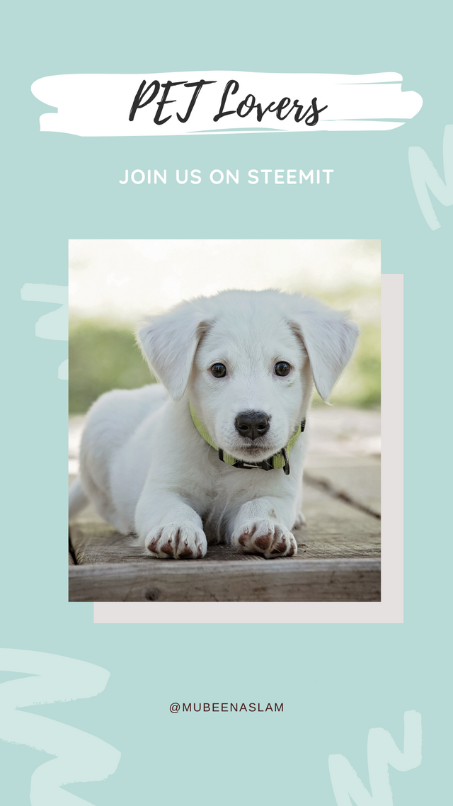 Green Dog Emoji Slider Pets Interactive Instagram Story.png
