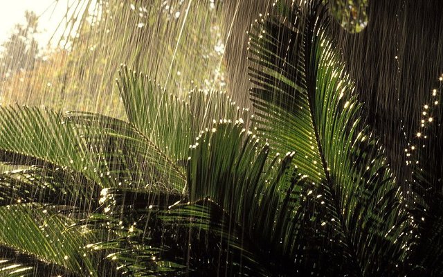 nature-rain-jungle-forests-tropical-palm-leaves-wallpaper-484718.jpg